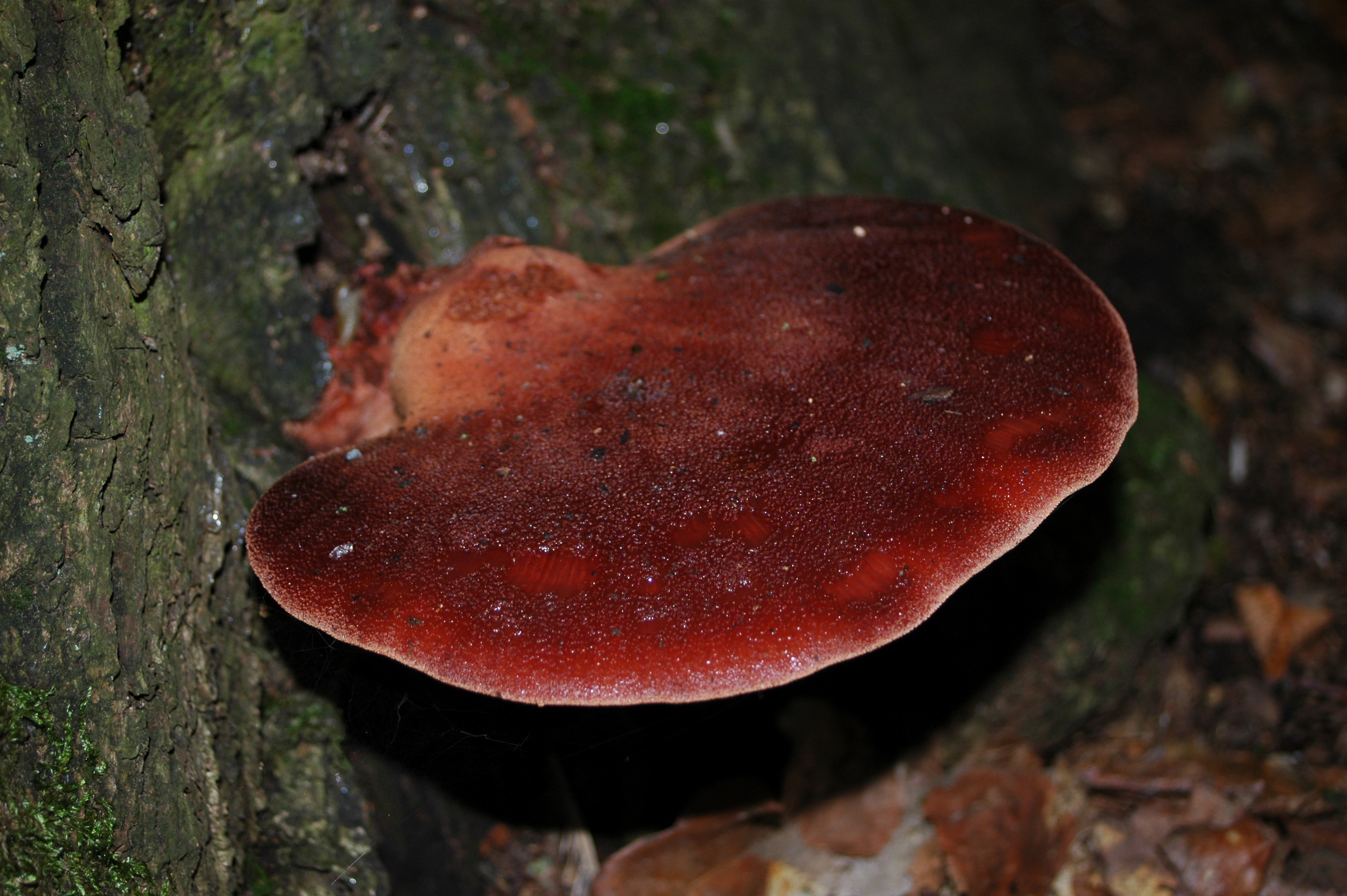 A photograph of the beefsteak mushroom. It looks meaty